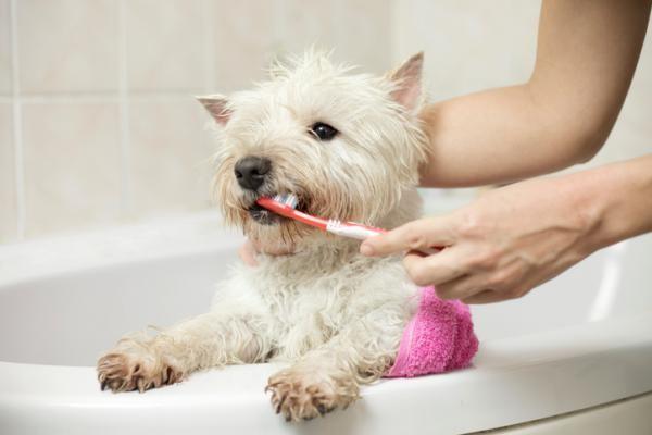 Mal aliento en perros: causas, síntomas y tratamiento: cómo deshacerse del mal aliento en perros