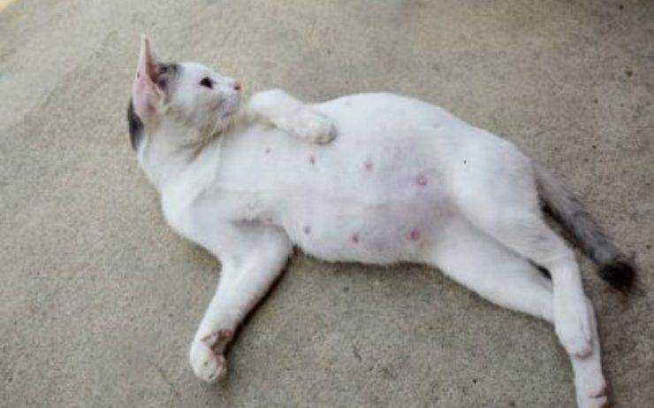 gato de embarazo