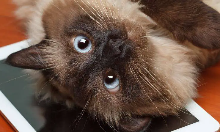 El hocico de un gato balinés