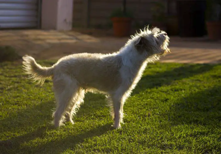 el perro ladra