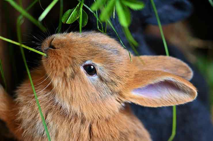 alimentando conejo