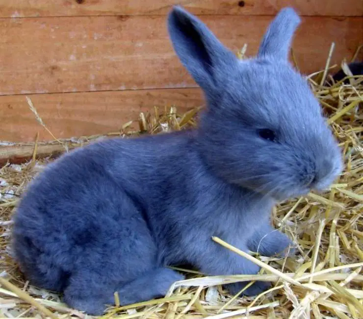 Conejo azul americano