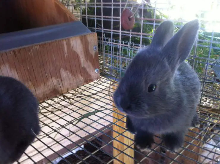 Conejo azul americano