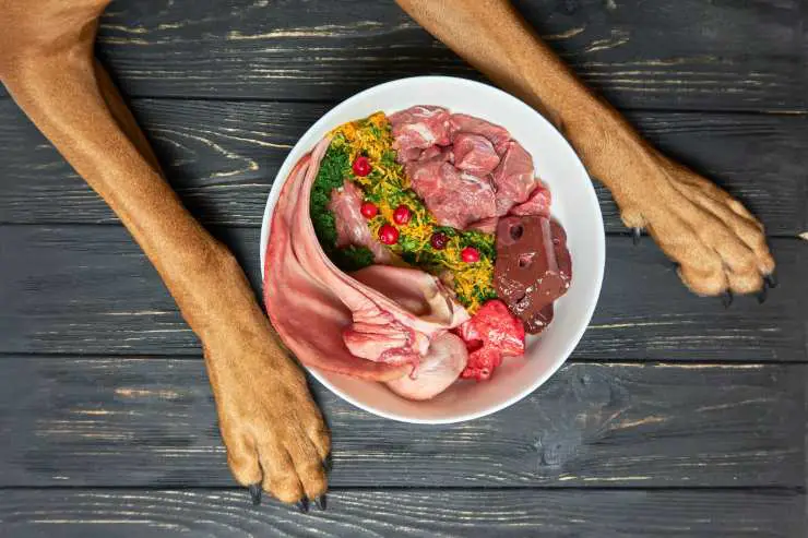 Comida para el perro enfermo de hígado
