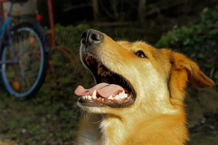 Fido