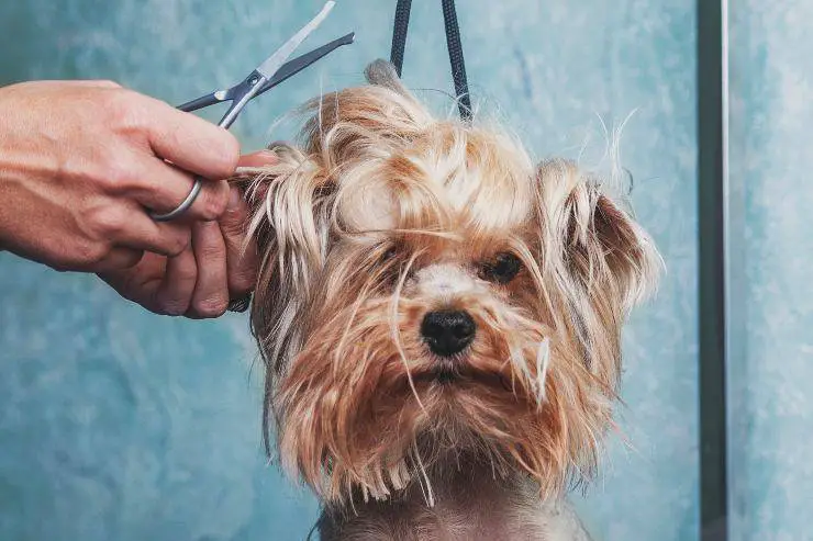 ejes de perros de pelo largo