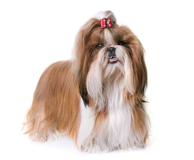 Lo Shihtzu