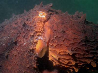 PULPO DEL PACÍFICO NORTE