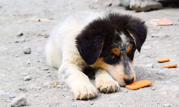 Perro oliendo una galleta