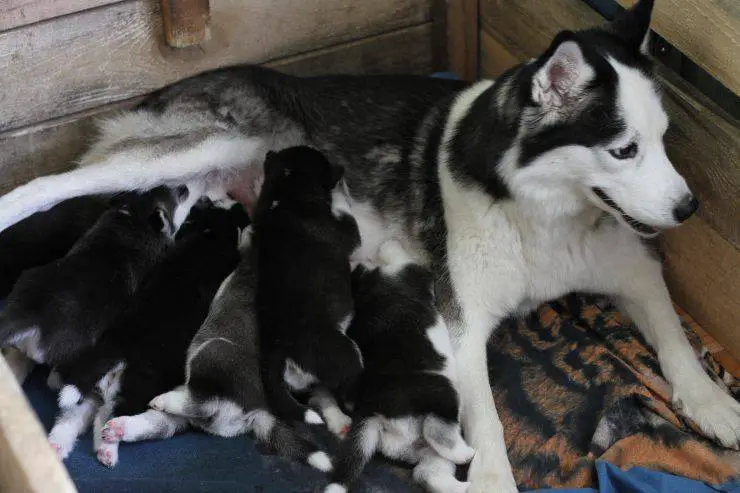 cachorros lactantes