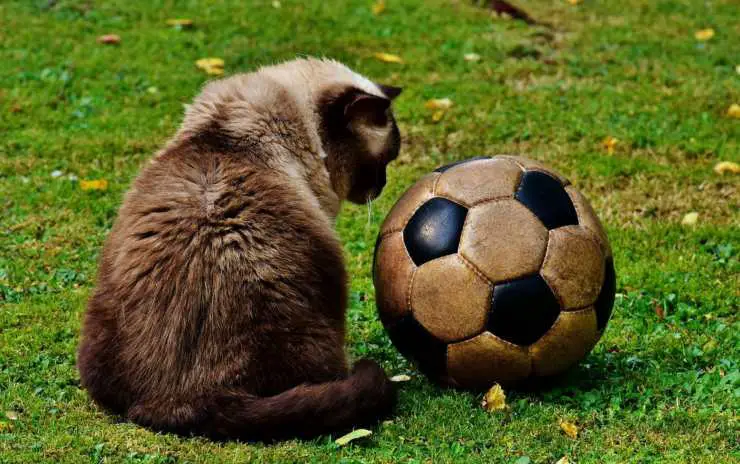 Juguetes para el gato
