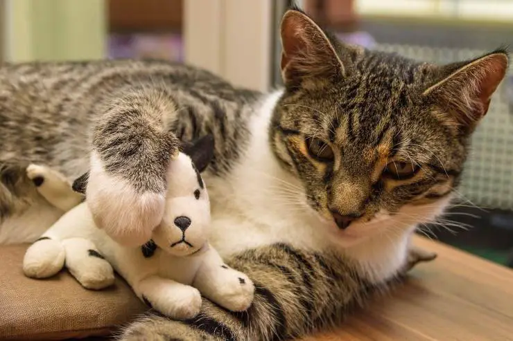Gato y paluche