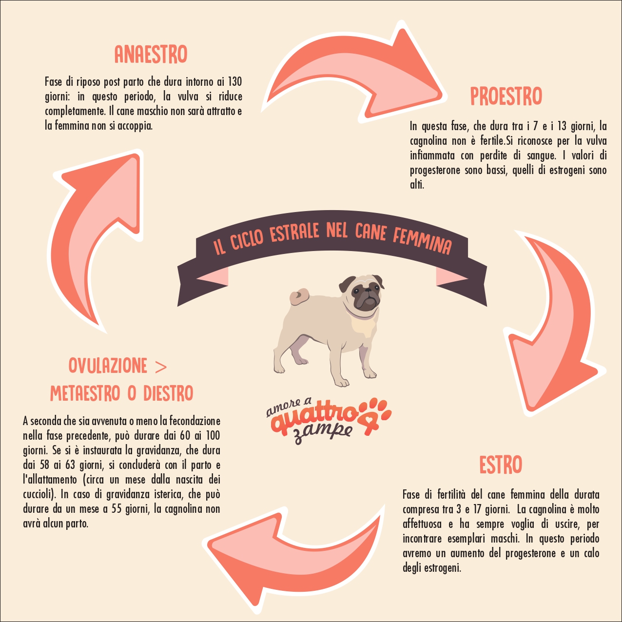 etapas del ciclo de calor de la perra