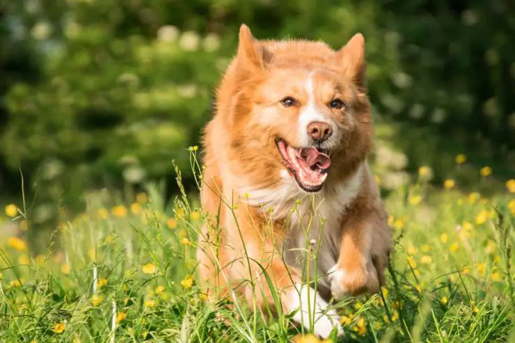 El perro se enfada si corres