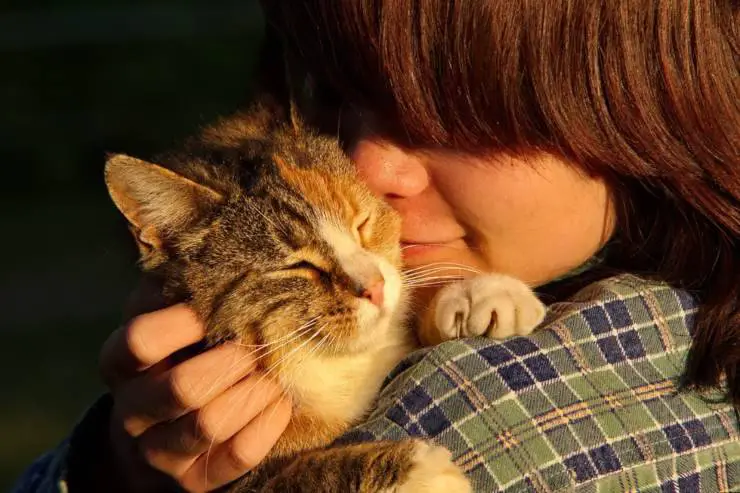 gato acariciando masajes