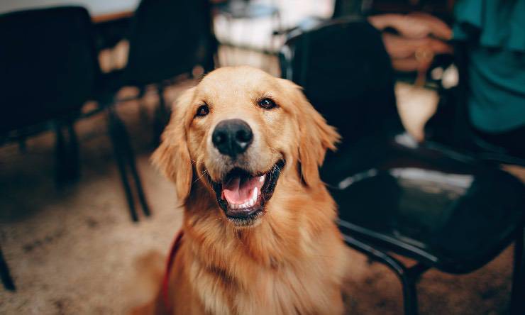 Perro agitado