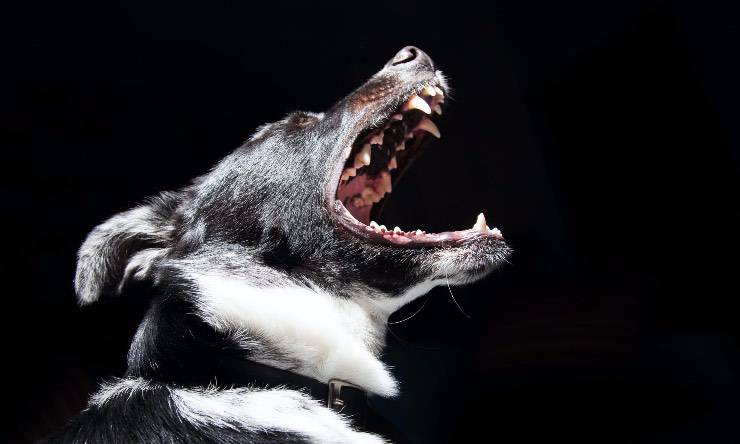 Perro de enfermedad mental perro con mandíbulas abiertas