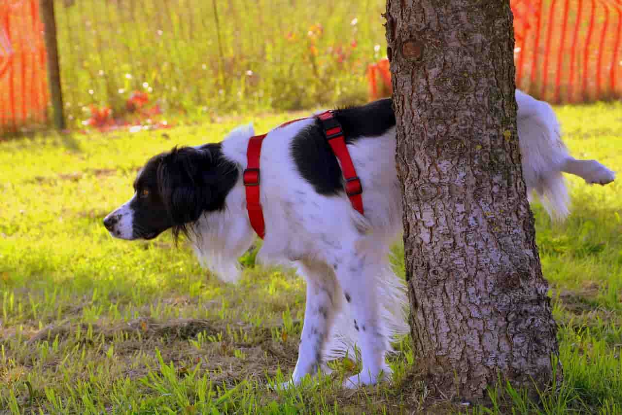 orines de perro en cuotas
