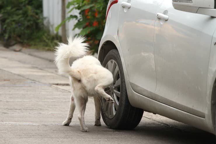 ¿Qué riesgo corro si mi perro orina en la calle? (Adobe Stock Photo)