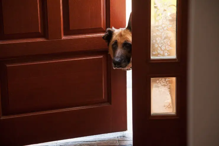 Perro triste