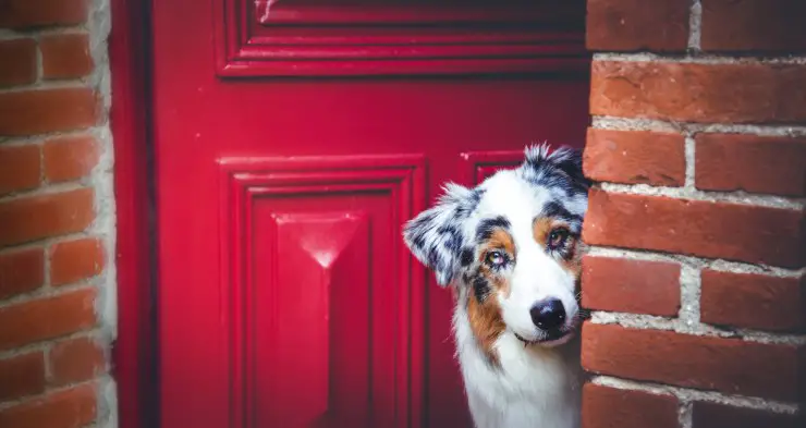 El perro ladra cuando sales