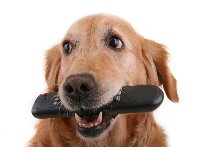 Fido muerde el control remoto