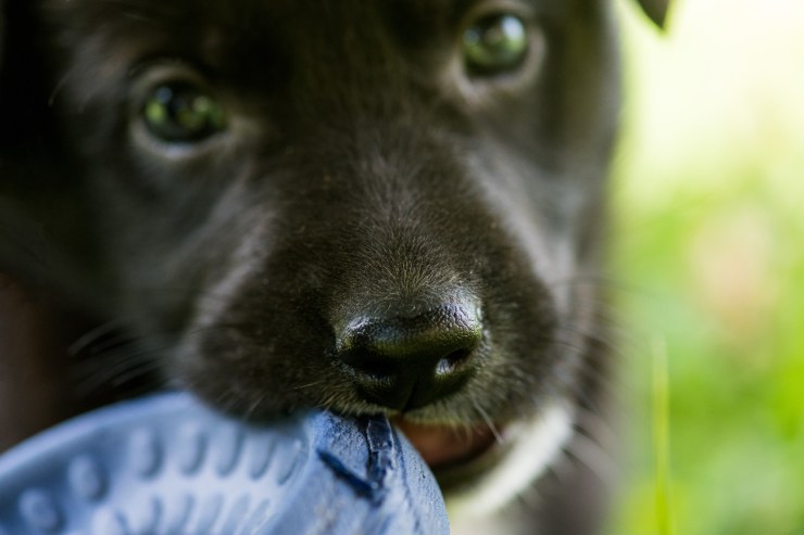 El perro muerde objetos