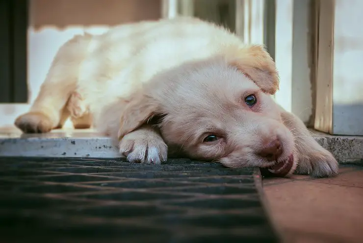 Alfombra de mordeduras de perro
