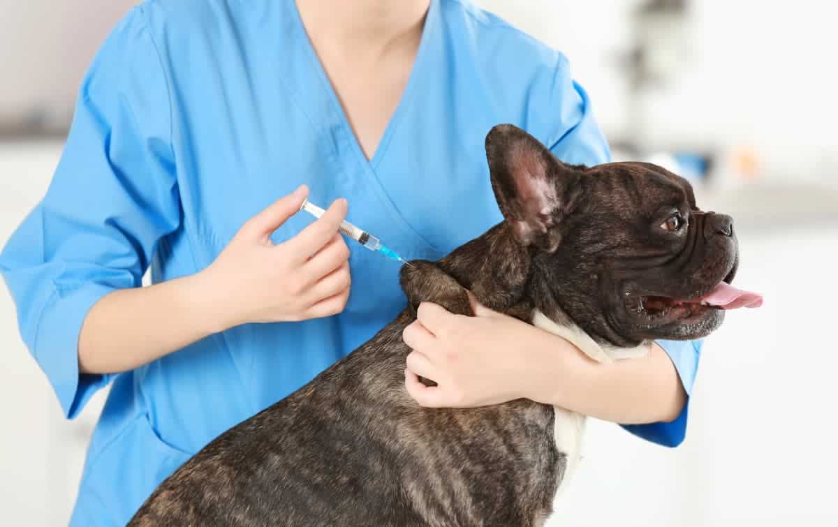 Cómo ponerle una inyección a su perro (Adobe Stock Photo)