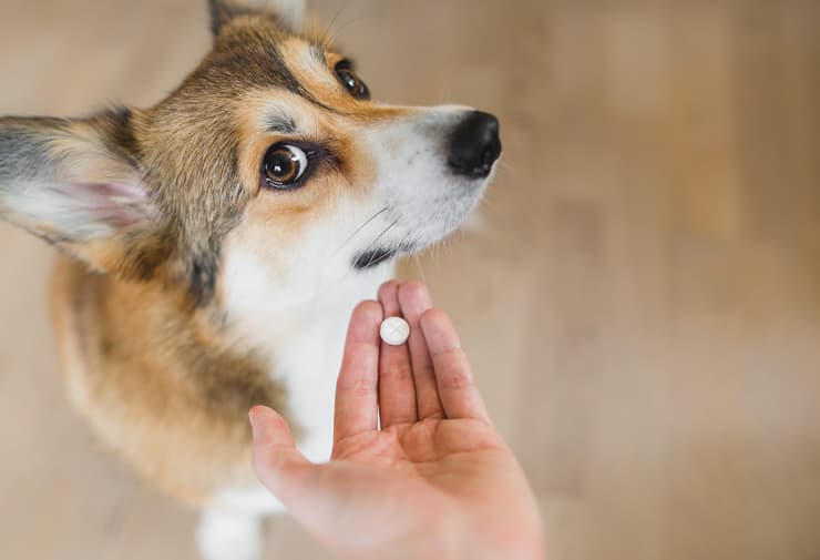 Cómo darle la píldora a tu perro (Adobe Stock Photo)
