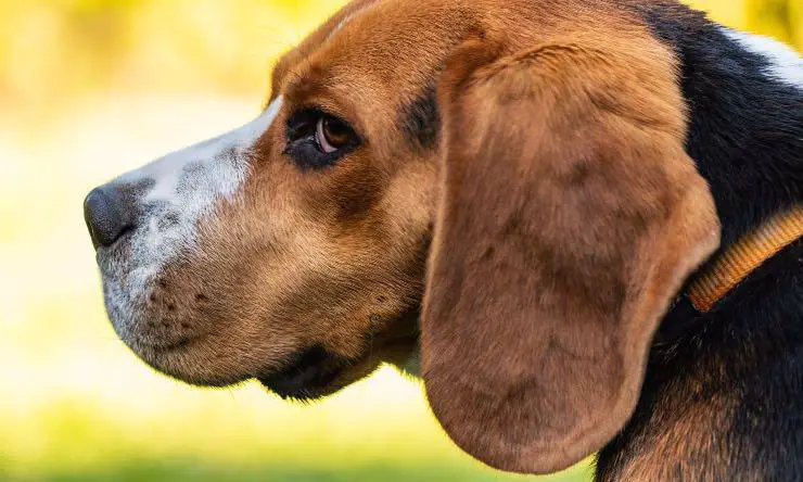 perro con mirada amenazante