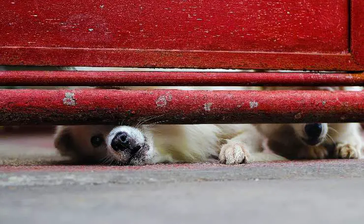 perro enojado