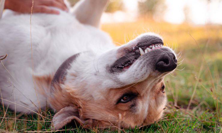 Perro gruñendo mientras juega