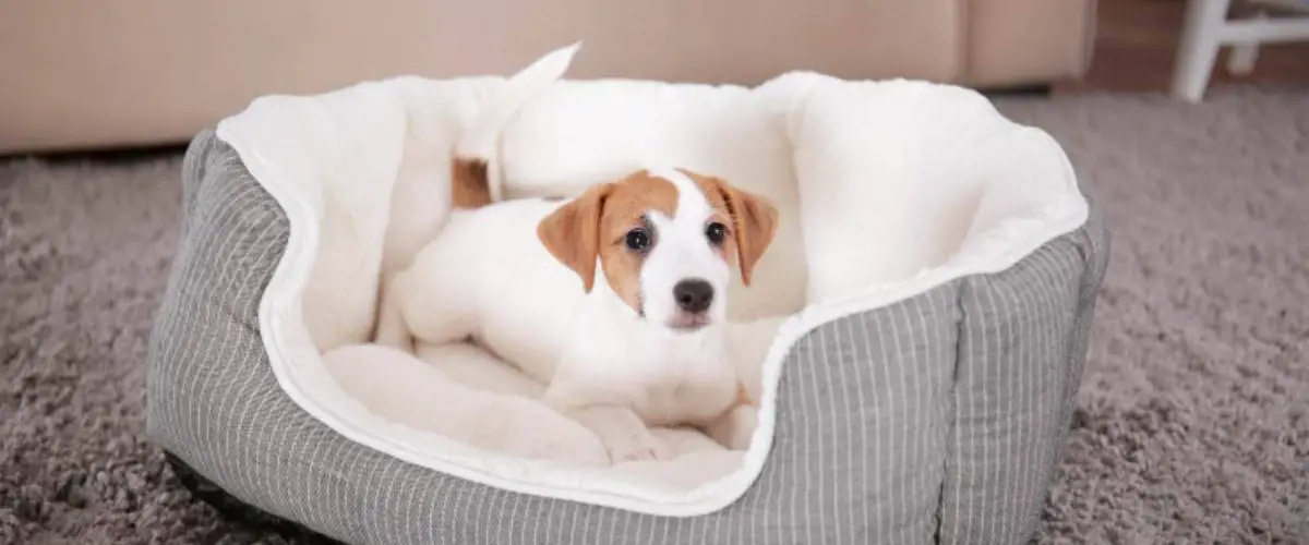 Por Que Mi Perro Se Mea En Mi Cama