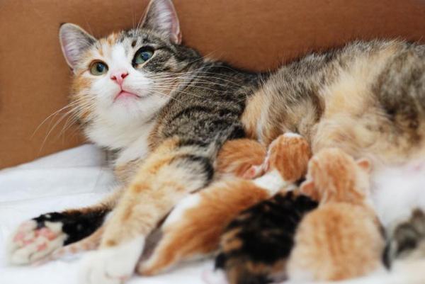 Duración del embarazo del gato: ¿cuántos gatitos puede dar a luz un gato?