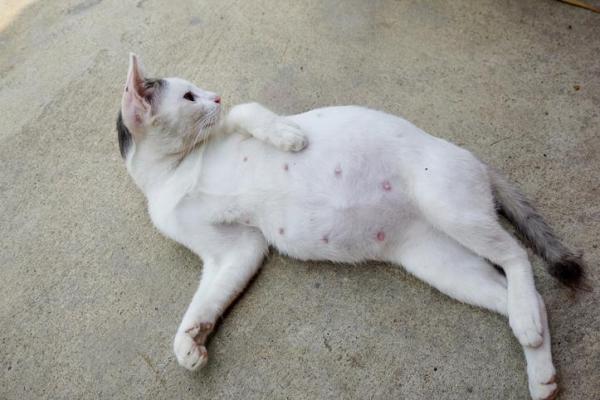 Duración del embarazo del gato: cómo saber si un gato está embarazada