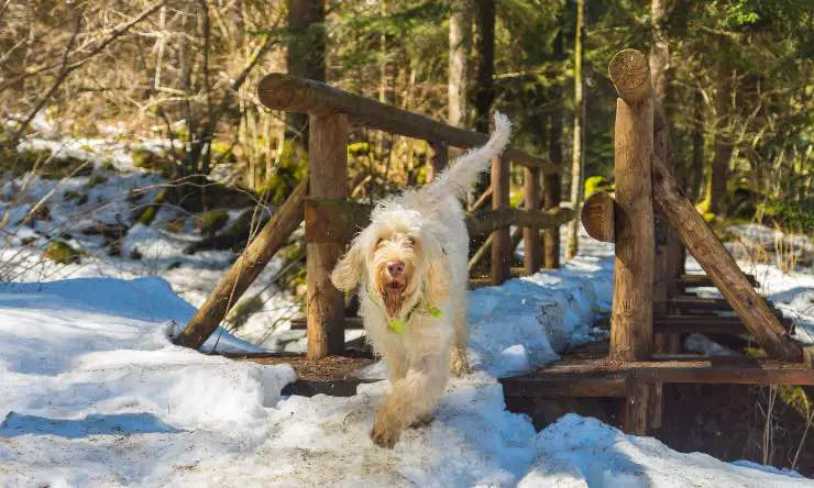 Spinone Italiano en la nieve.