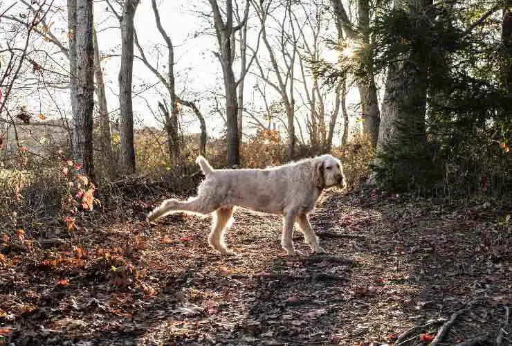 Spinone italiano en un bosque