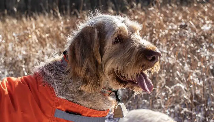 Perfil de spinone italiano