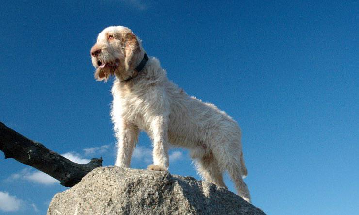 Spinone Italiano sobre una roca