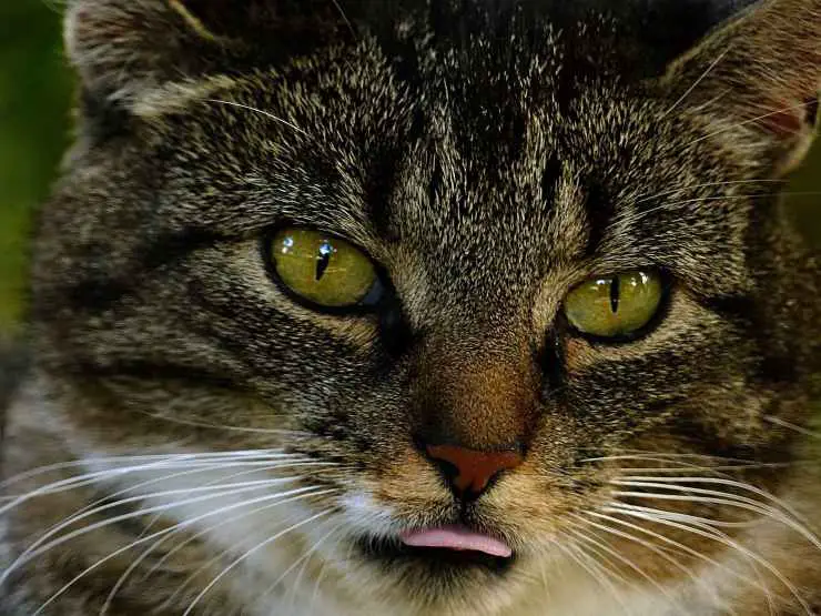 Gato en primer plano
