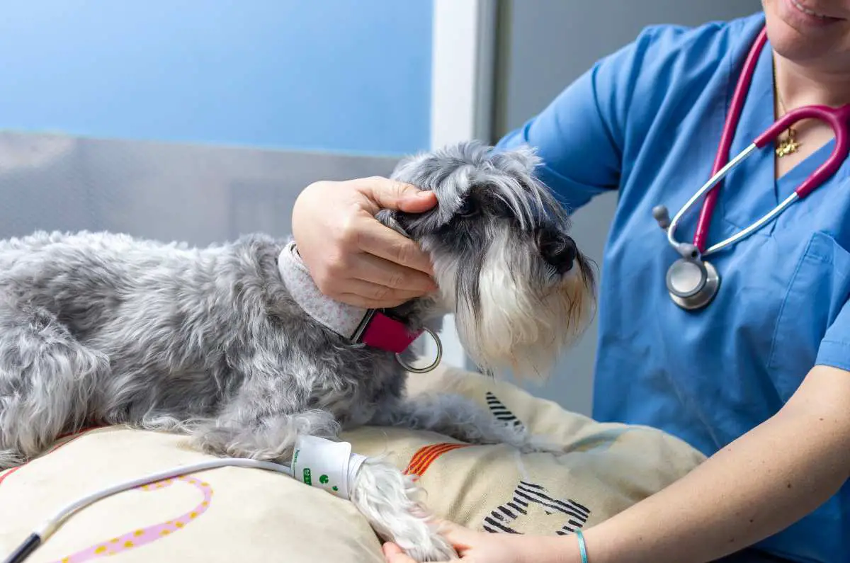 Hipertensión arterial en el perro