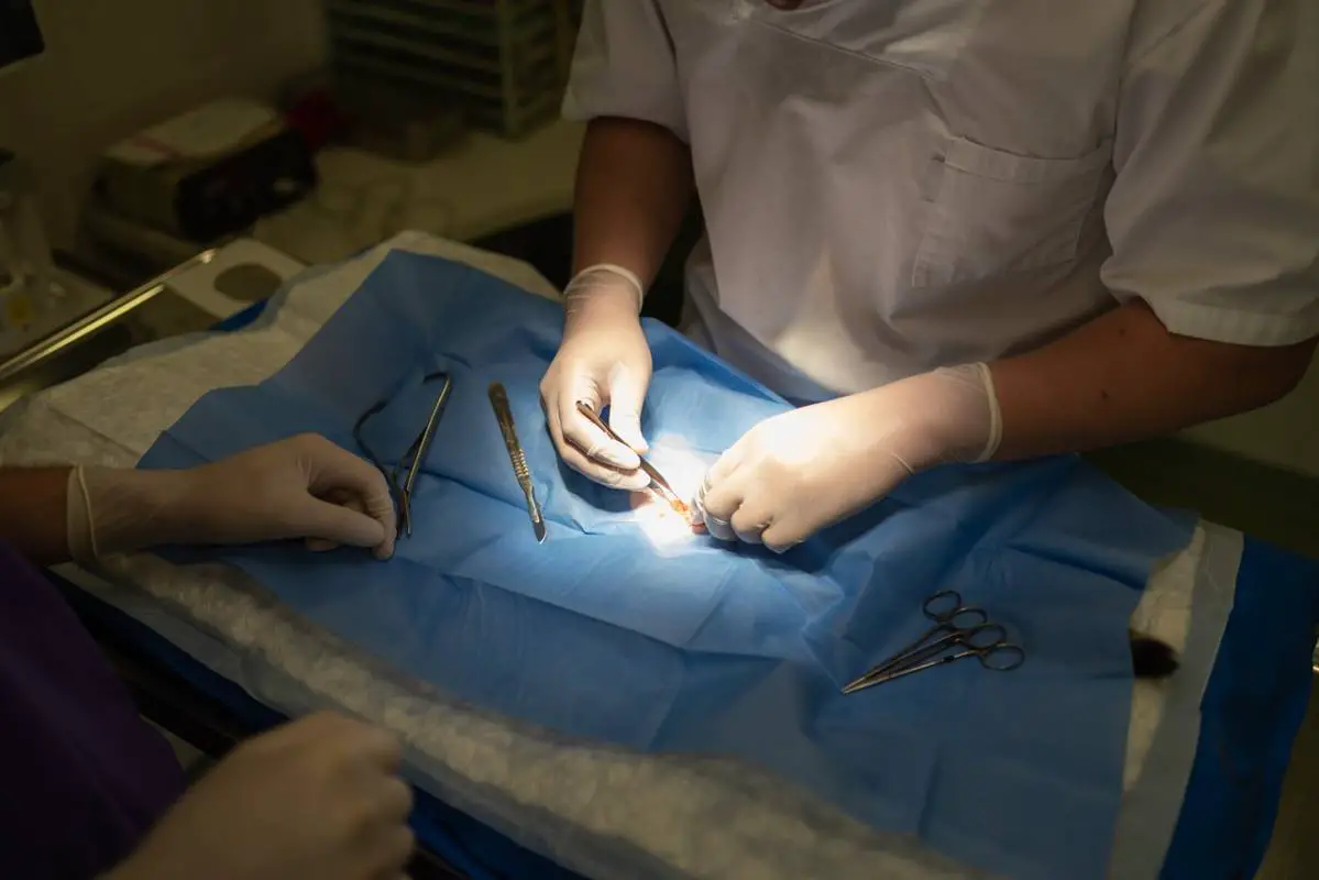 esterilización de perros