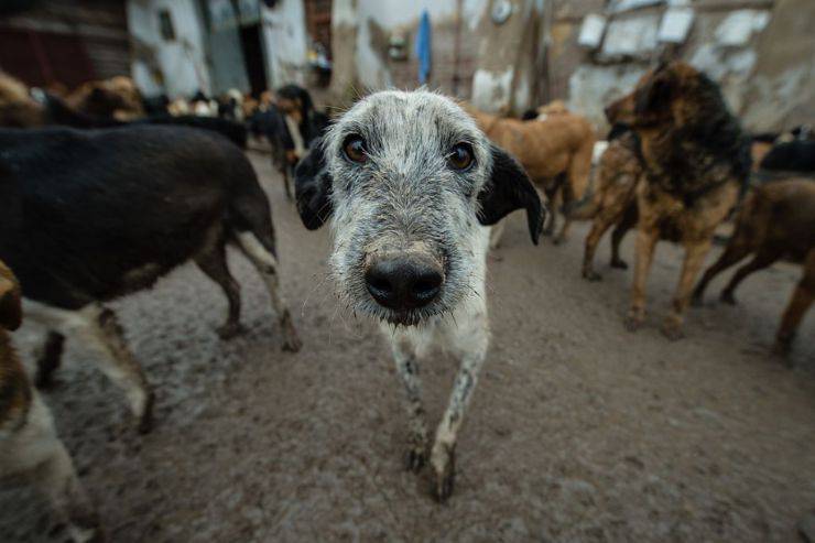perros callejeros bangladesh