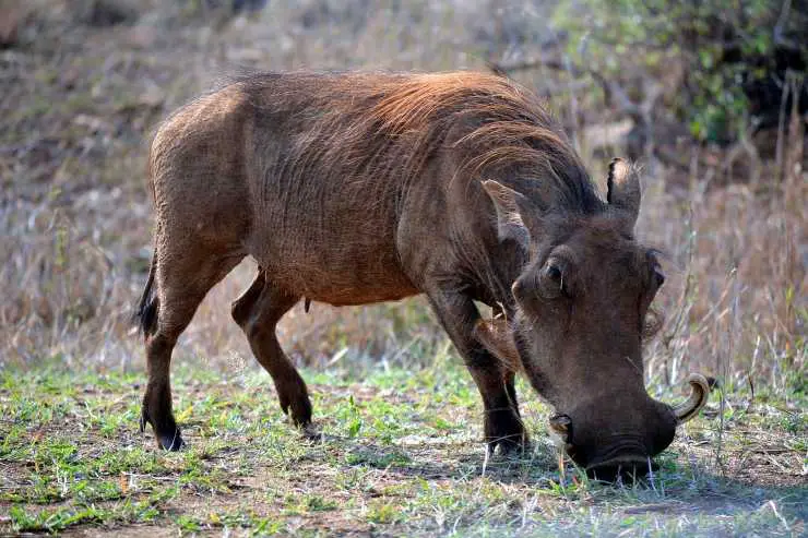 El Jabalí Que Come Donde Vive Características Y Curiosidades Vida Con Mascotas ️ 3908