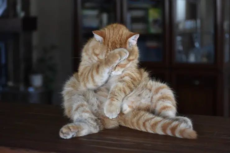Gato en ayunas