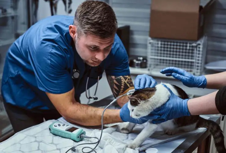 Hipertensión arterial en gatos
