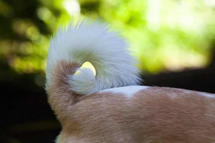 cola de perro