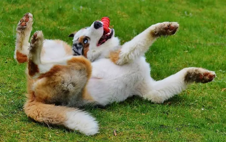 preguntas sobre perros