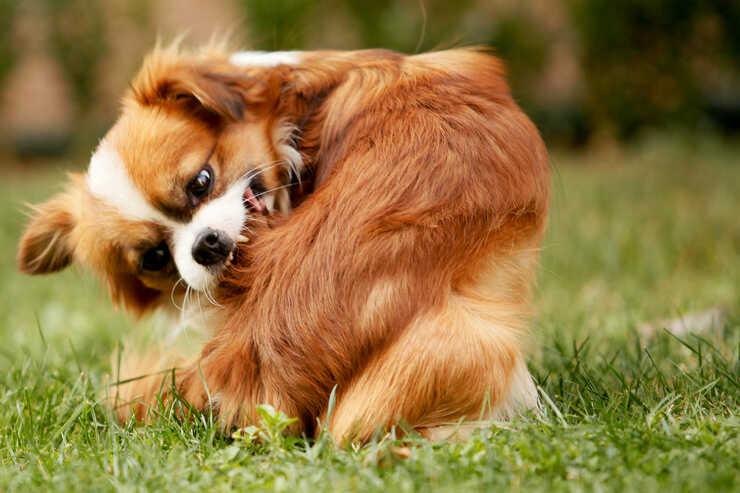 mordiscos de perro